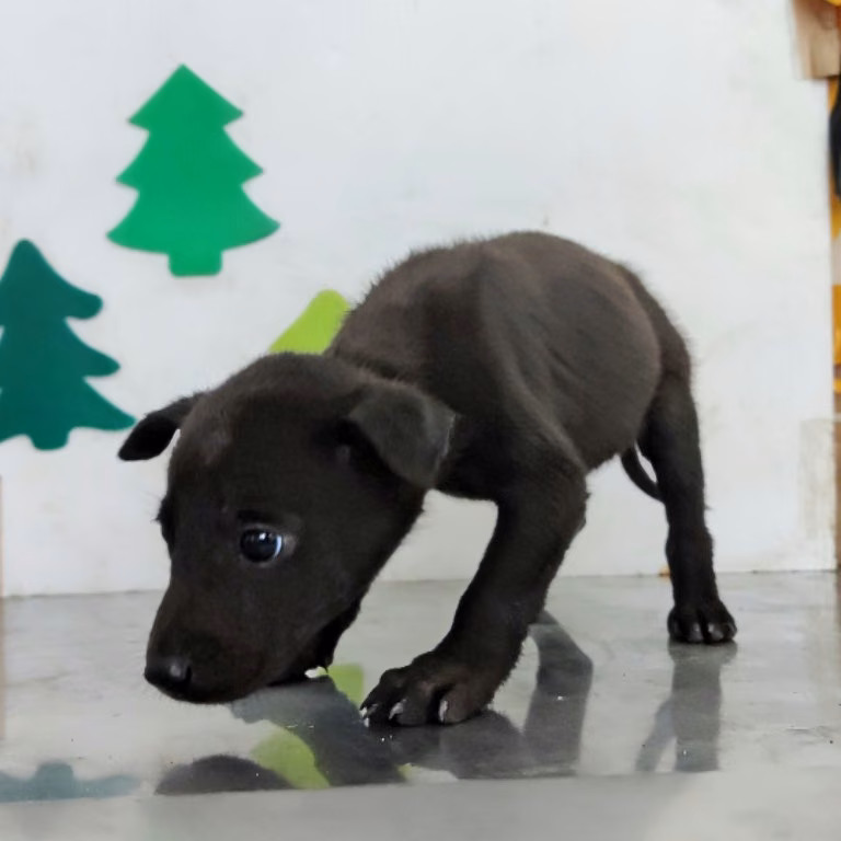 The dog, from the shelter's listing