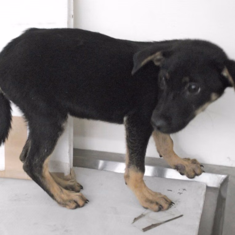 The dog, from the shelter's listing