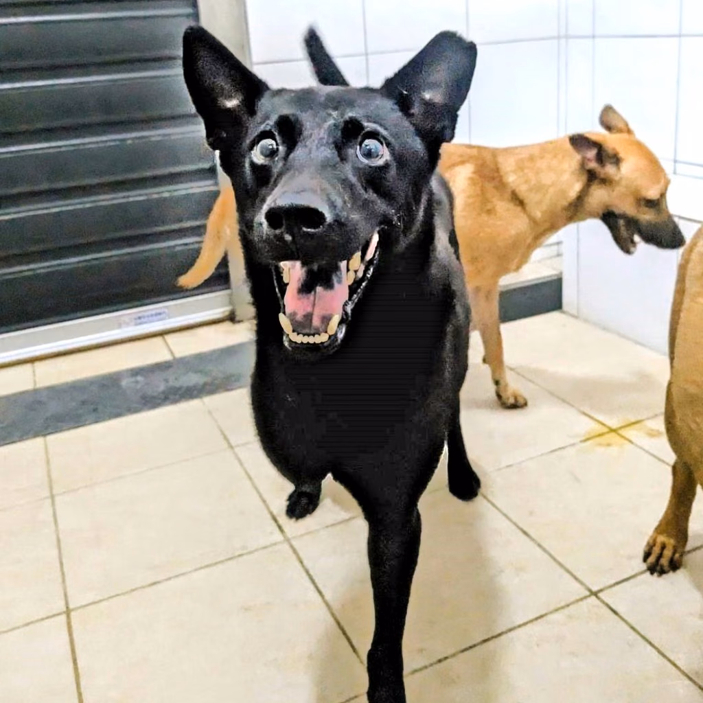The dog, from the shelter's listing