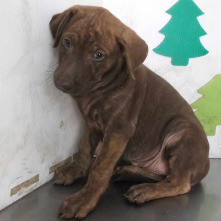 The dog, from the shelter's listing