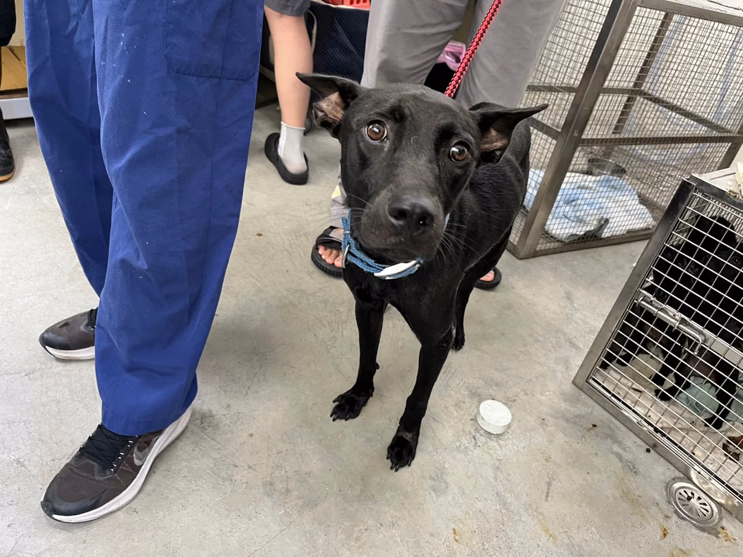 The dog, from the shelter's listing