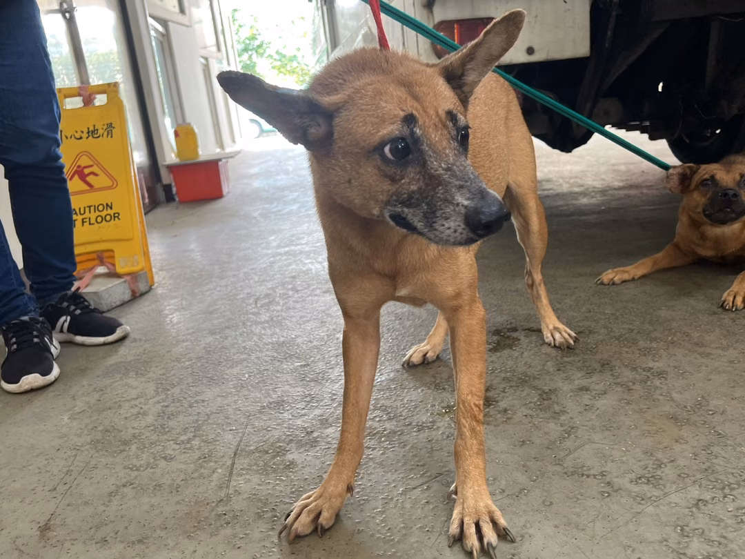 The dog, from the shelter's listing