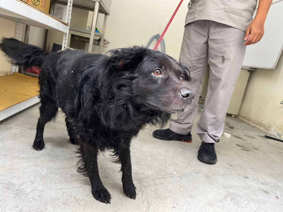 The dog, from the shelter's listing