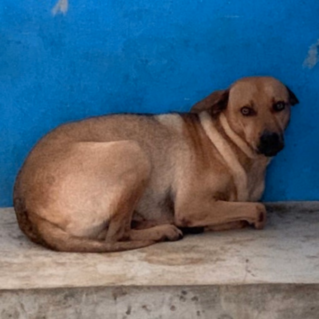 The dog, from the shelter's listing