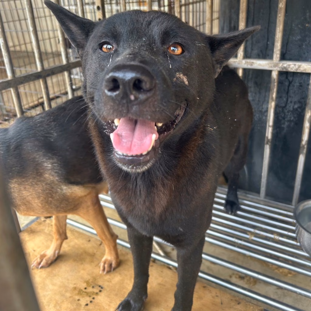 The dog, from the shelter's listing