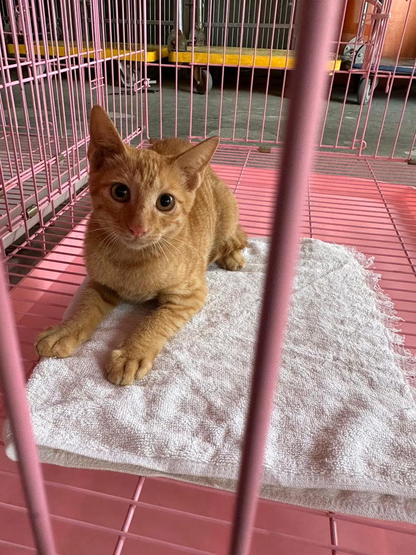 The cat, from the shelter's listing