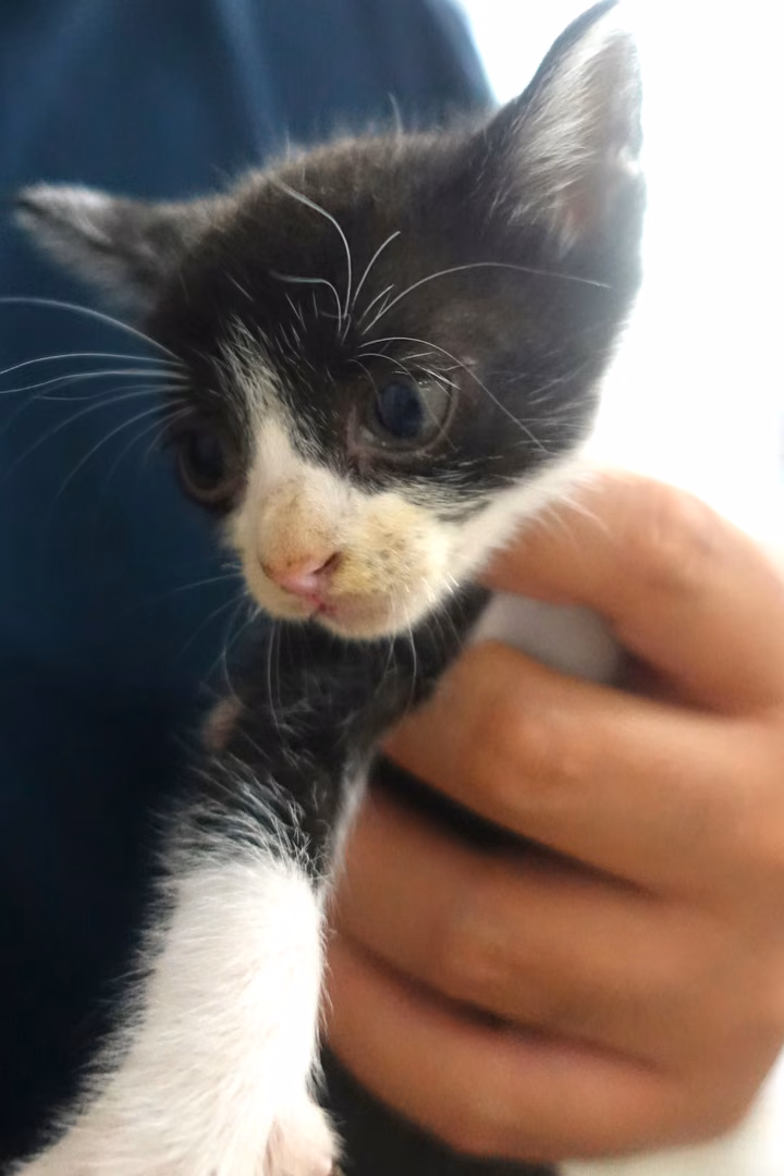 The cat, from the shelter's listing
