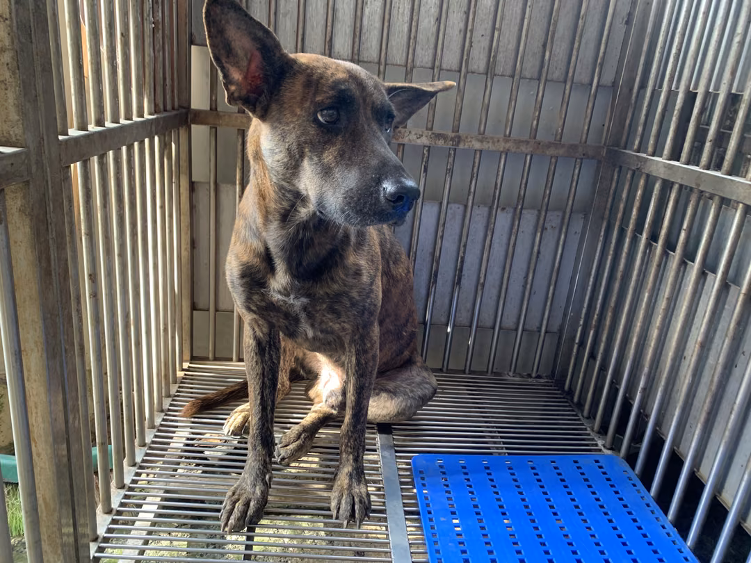The dog, from the shelter's listing