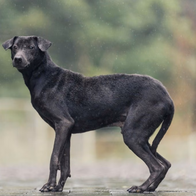 The dog, from the shelter's listing