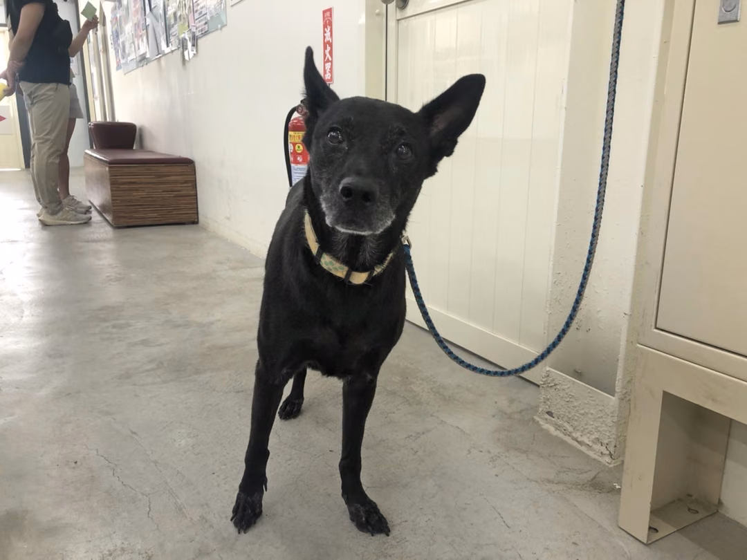 The dog, from the shelter's listing