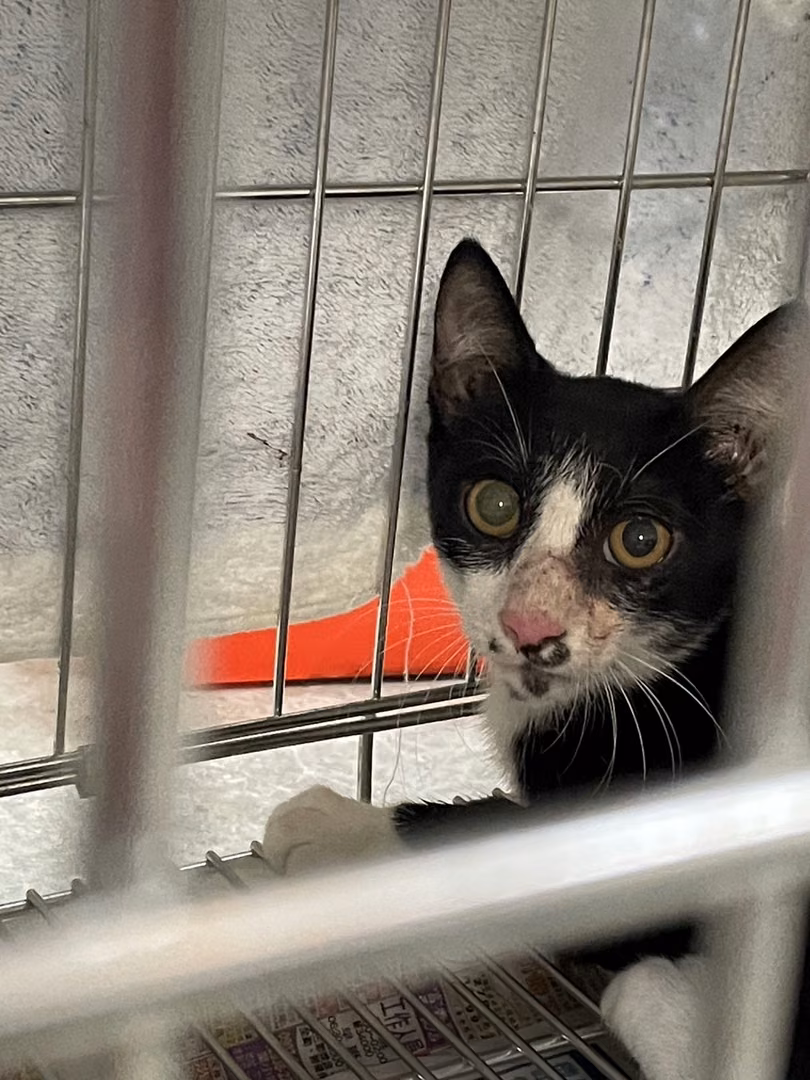 The cat, from the shelter's listing