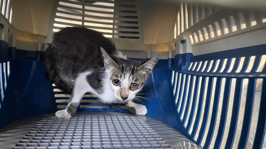 The cat, from the shelter's listing