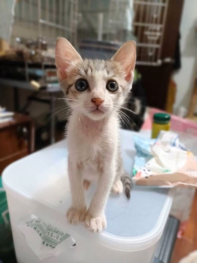 The cat, from the shelter's listing