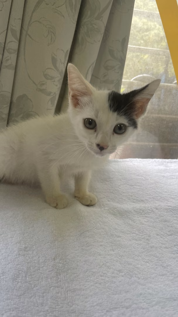 The cat, from the shelter's listing