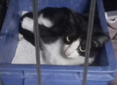 The cat, from the shelter's listing