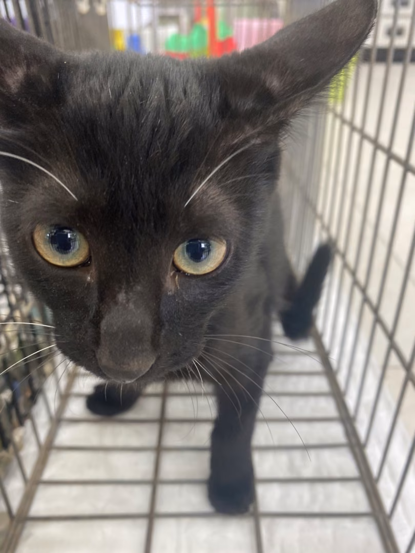 The cat, from the shelter's listing