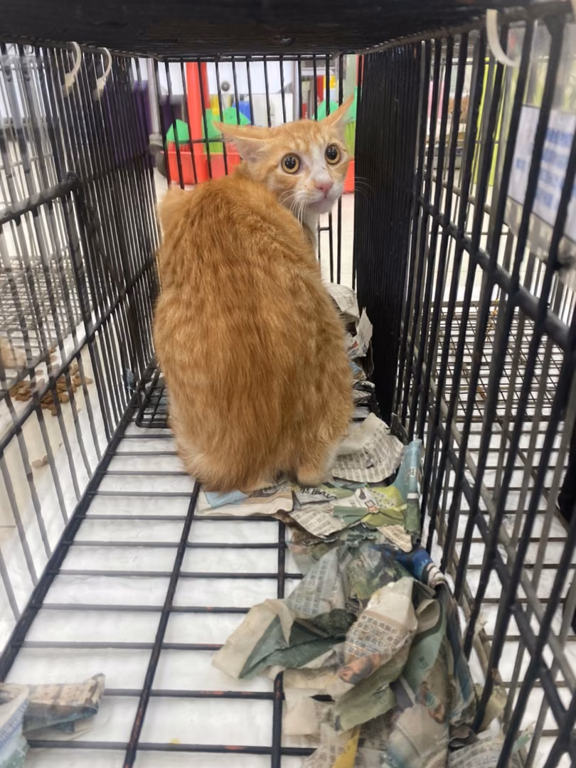 The cat, from the shelter's listing