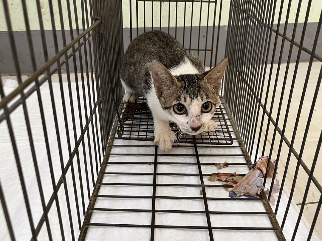 The cat, from the shelter's listing