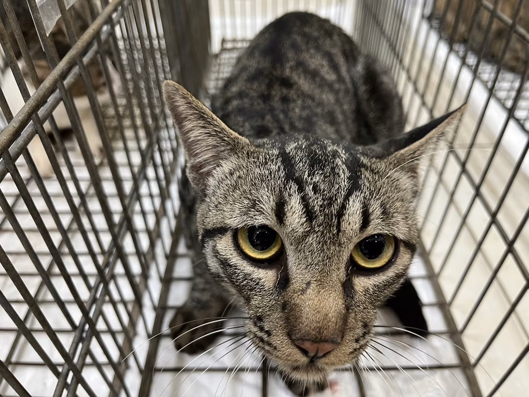 The cat, from the shelter's listing