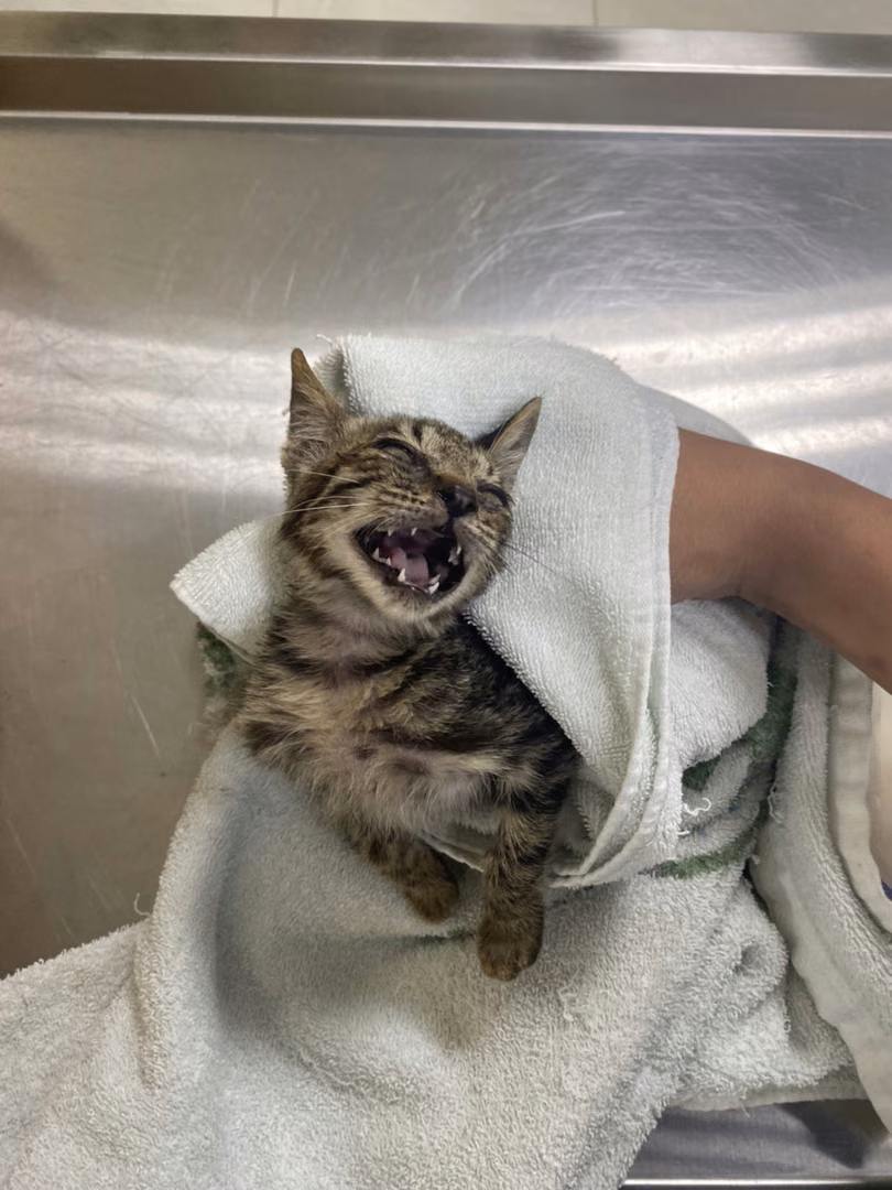 The cat, from the shelter's listing