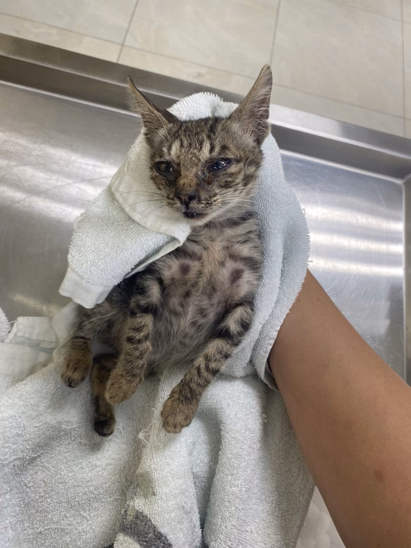 The cat, from the shelter's listing