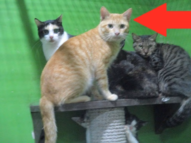The cat, from the shelter's listing