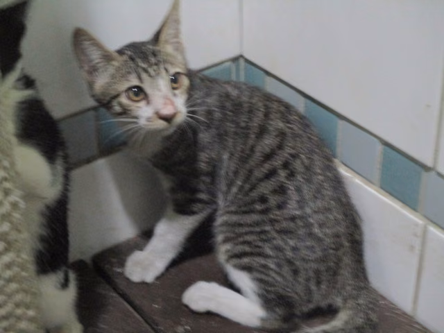 The cat, from the shelter's listing