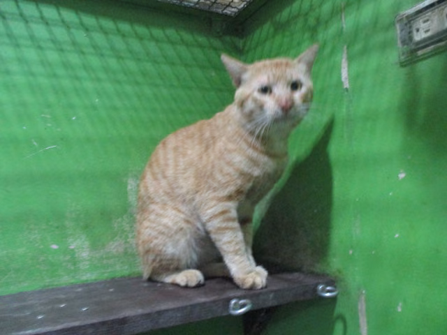 The cat, from the shelter's listing