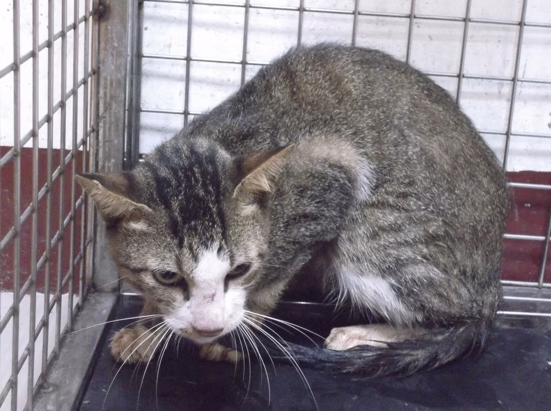 The cat, from the shelter's listing