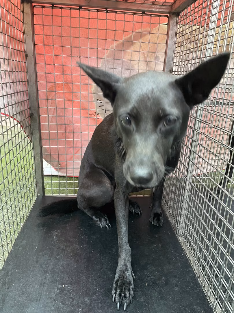 The dog, from the shelter's listing
