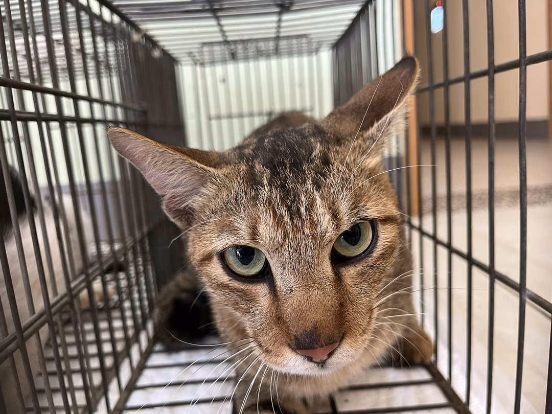 The cat, from the shelter's listing