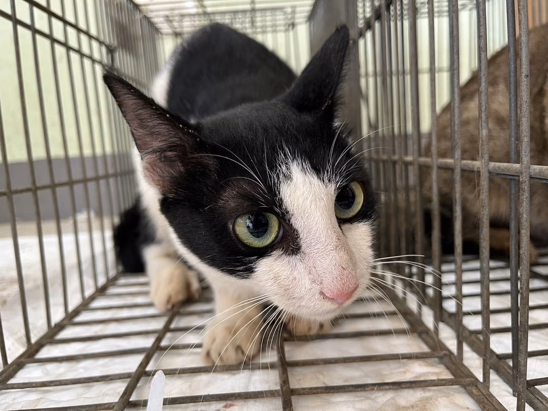 The cat, from the shelter's listing