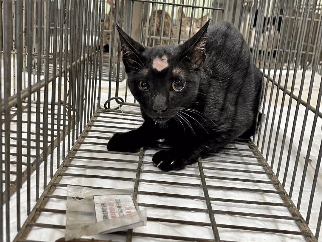 The cat, from the shelter's listing