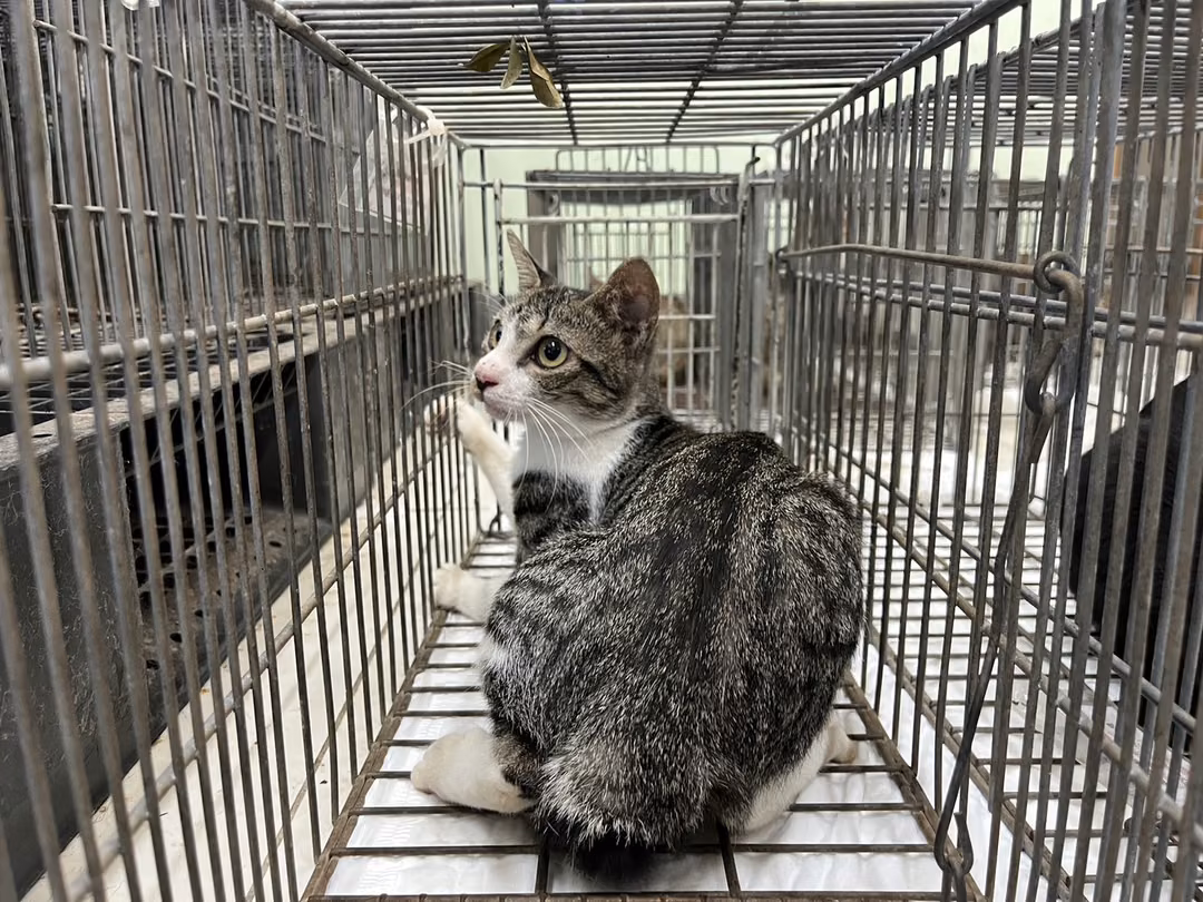 The cat, from the shelter's listing