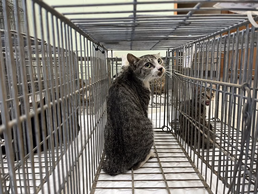 The cat, from the shelter's listing