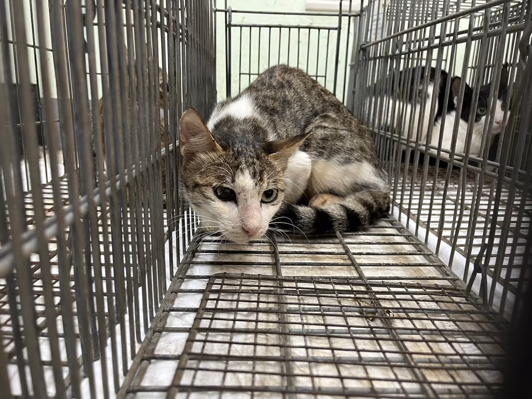 The cat, from the shelter's listing