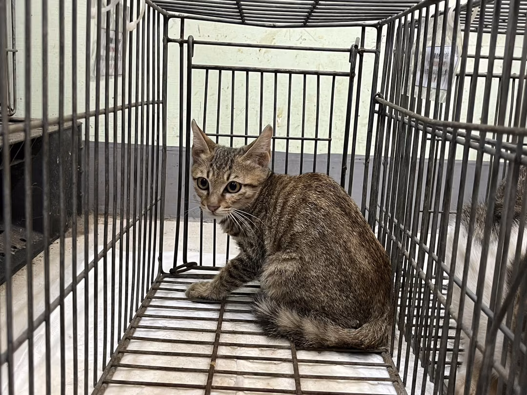 The cat, from the shelter's listing