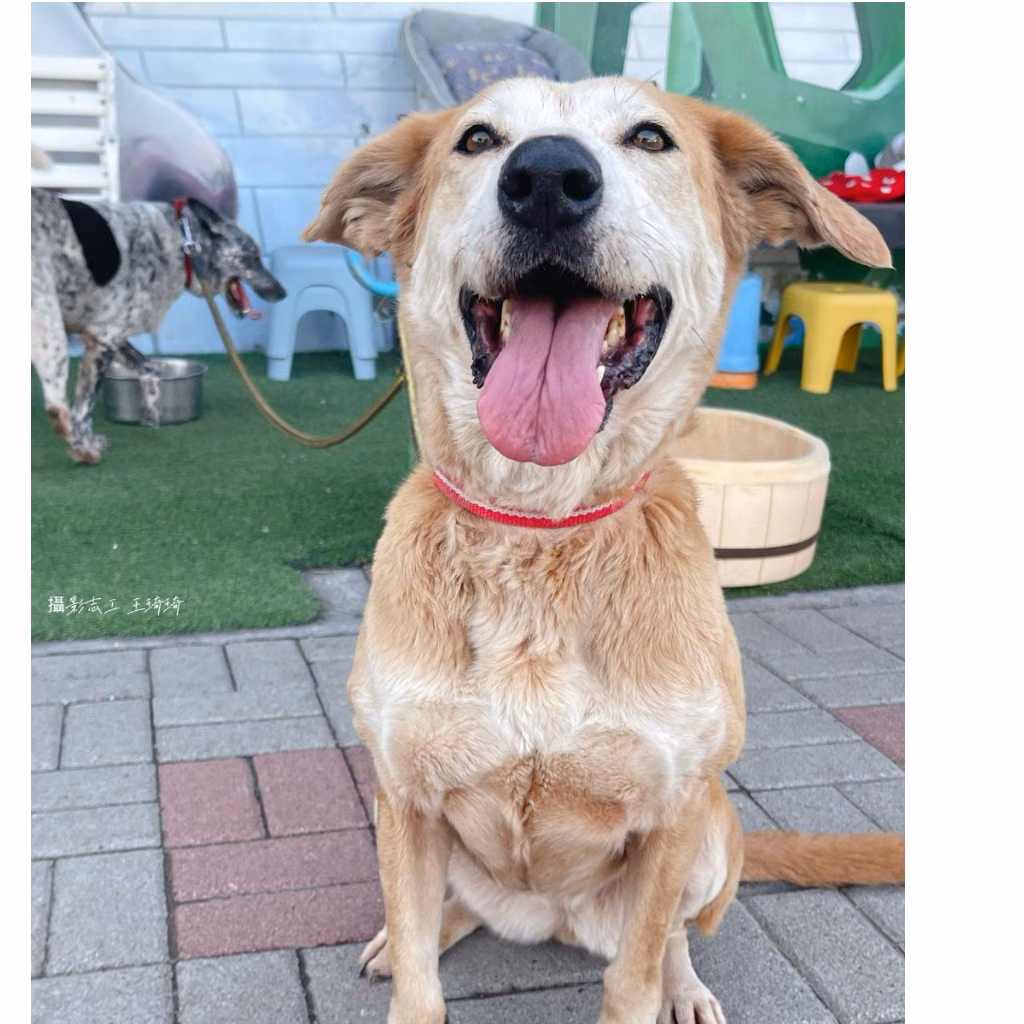 The dog, from the shelter's listing