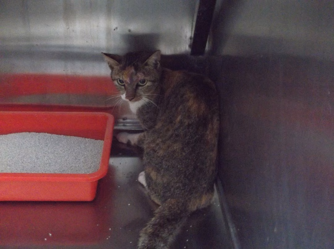 The cat, from the shelter's listing