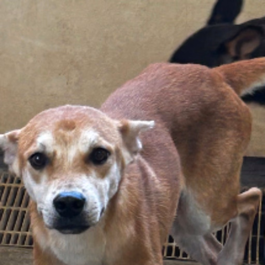 The dog, from the shelter's listing