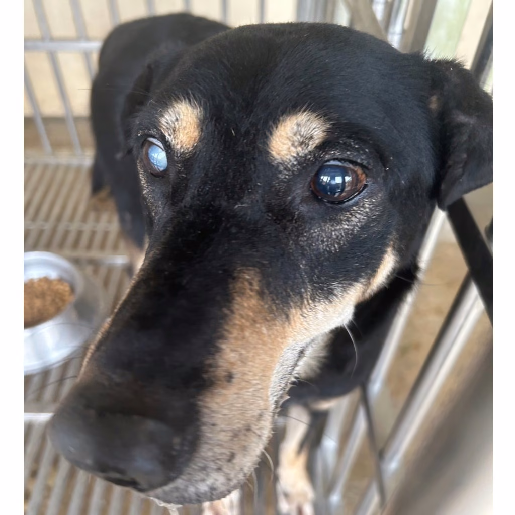 The dog, from the shelter's listing