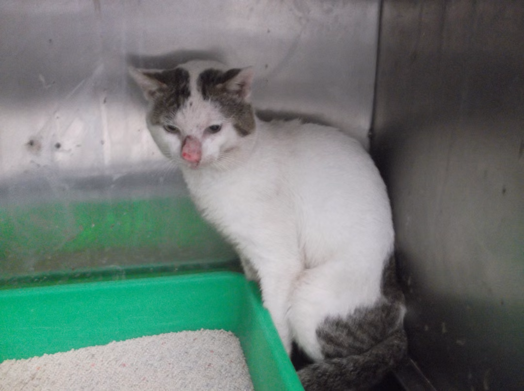 The cat, from the shelter's listing