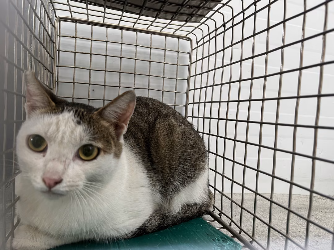 The cat, from the shelter's listing