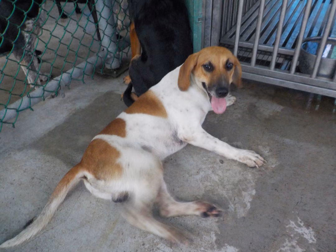 The dog, from the shelter's listing