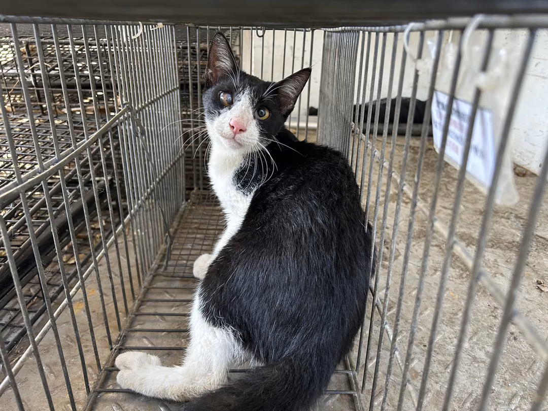 The cat, from the shelter's listing