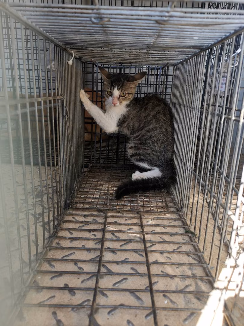 The cat, from the shelter's listing
