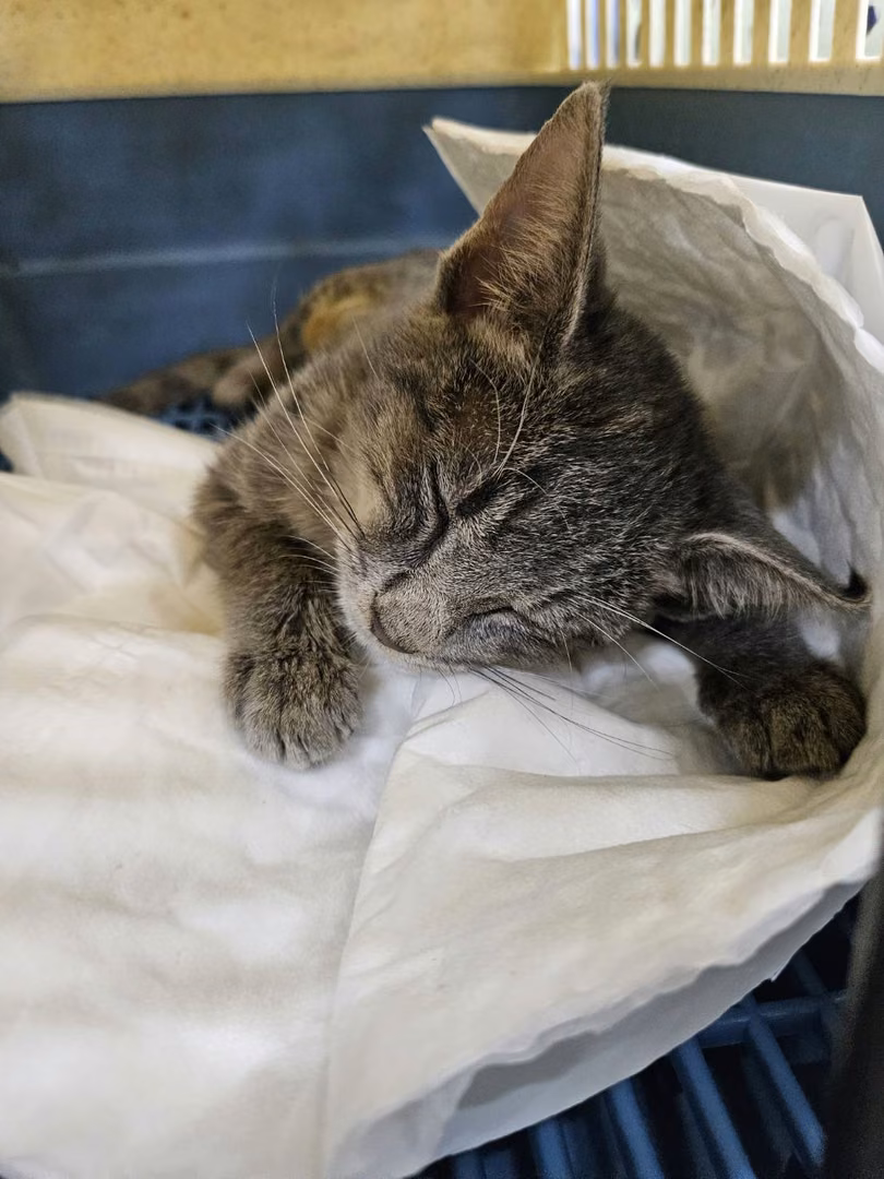 The cat, from the shelter's listing