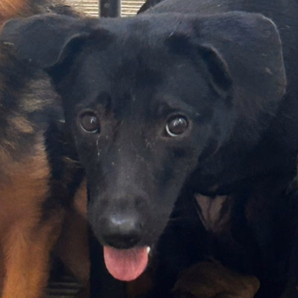 The dog, from the shelter's listing
