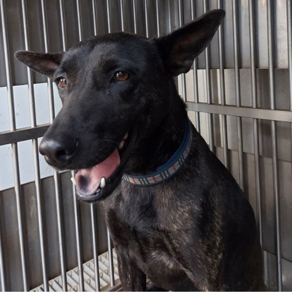 The dog, from the shelter's listing