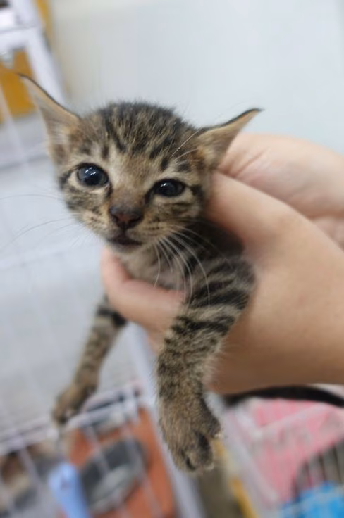 The cat, from the shelter's listing